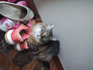 Tishka