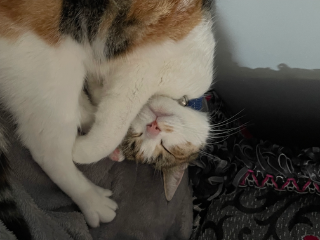Nala