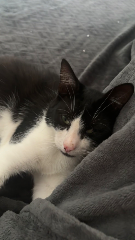 Oreo
