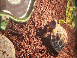 Turttle