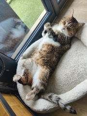 Choupinanou