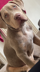 Darko