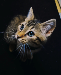 Louky