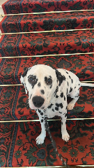Pongo