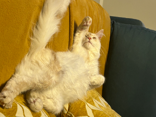 Abricot