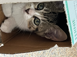 Nala