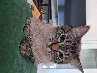 Simba