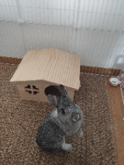 Pipou