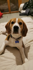 Merlin