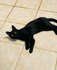 Naya