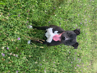 Nala