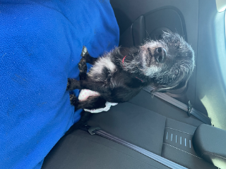 Pepito