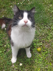 Pablo
