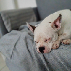 Popeye
