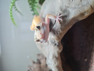Koï