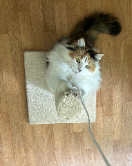 Nala