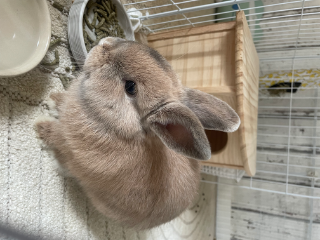 Noisette