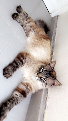 Loulou