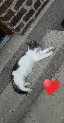 Milye