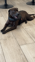 Blacky