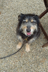 Pitchoune