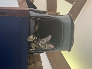 Joël