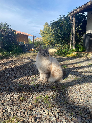 Filou