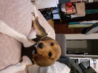 Shoopy