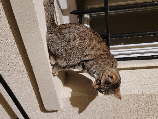 Lila
