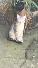 Vito