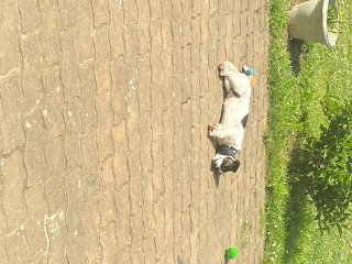 Tiamo