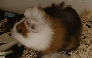 Punkie