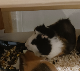 Choupinette