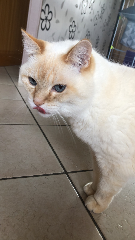 Titi