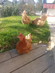 Les poupoules