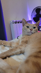 Mysti