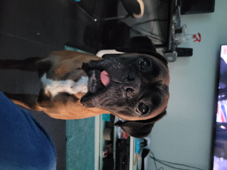 Rex