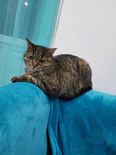 Miaouss
