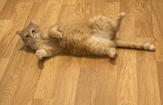 Titi