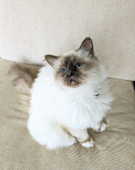 Rajah