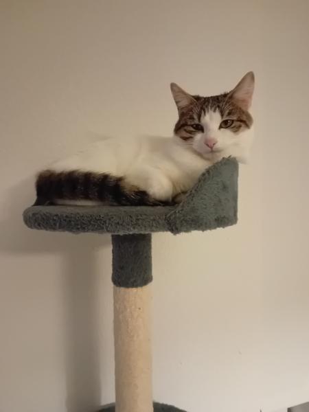 Nala