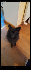 Ushka