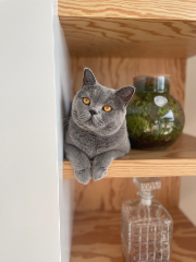 Pipa