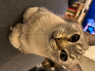 Arya
