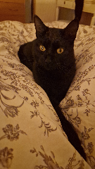 Jaïs