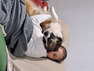 Koda