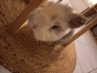 Maya