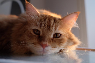 Léon