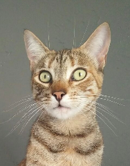 Nala