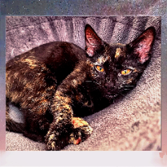 calypso